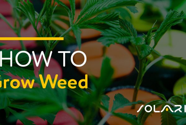 How to Grow Weed
