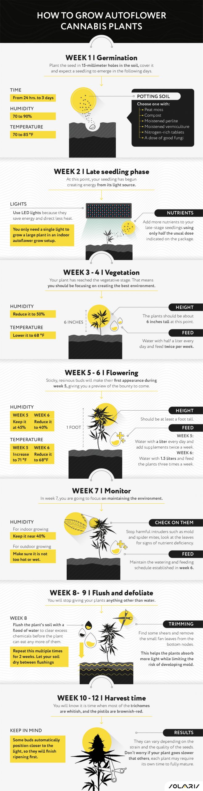 How to grow autoflower cannabis plants