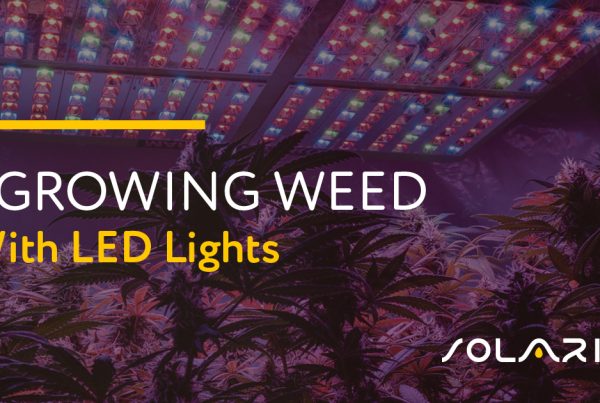 Growing Weed With LED Lights