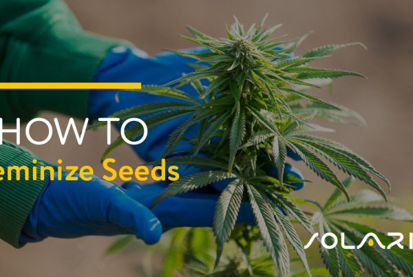 How to Feminize Seeds
