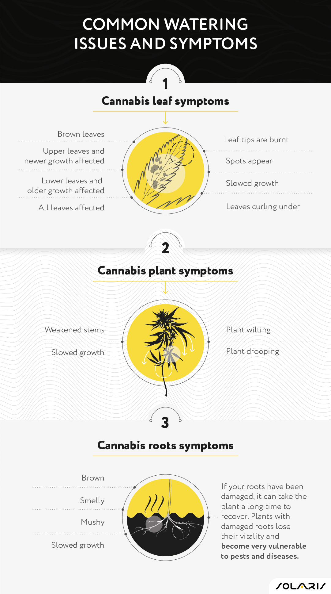 Common watering issues and symptoms