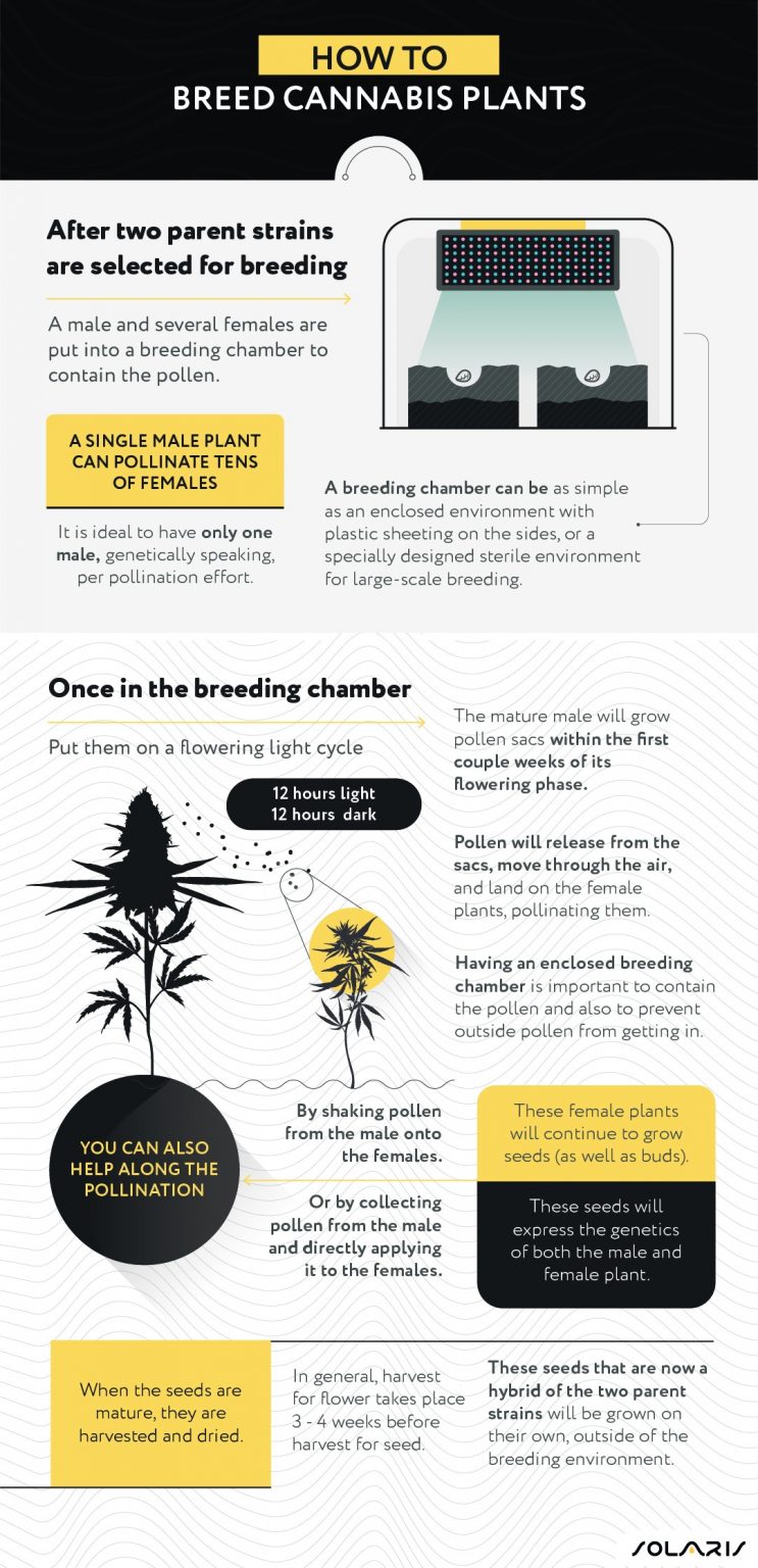 Cannabis Breeding 101 - Solaris Farms