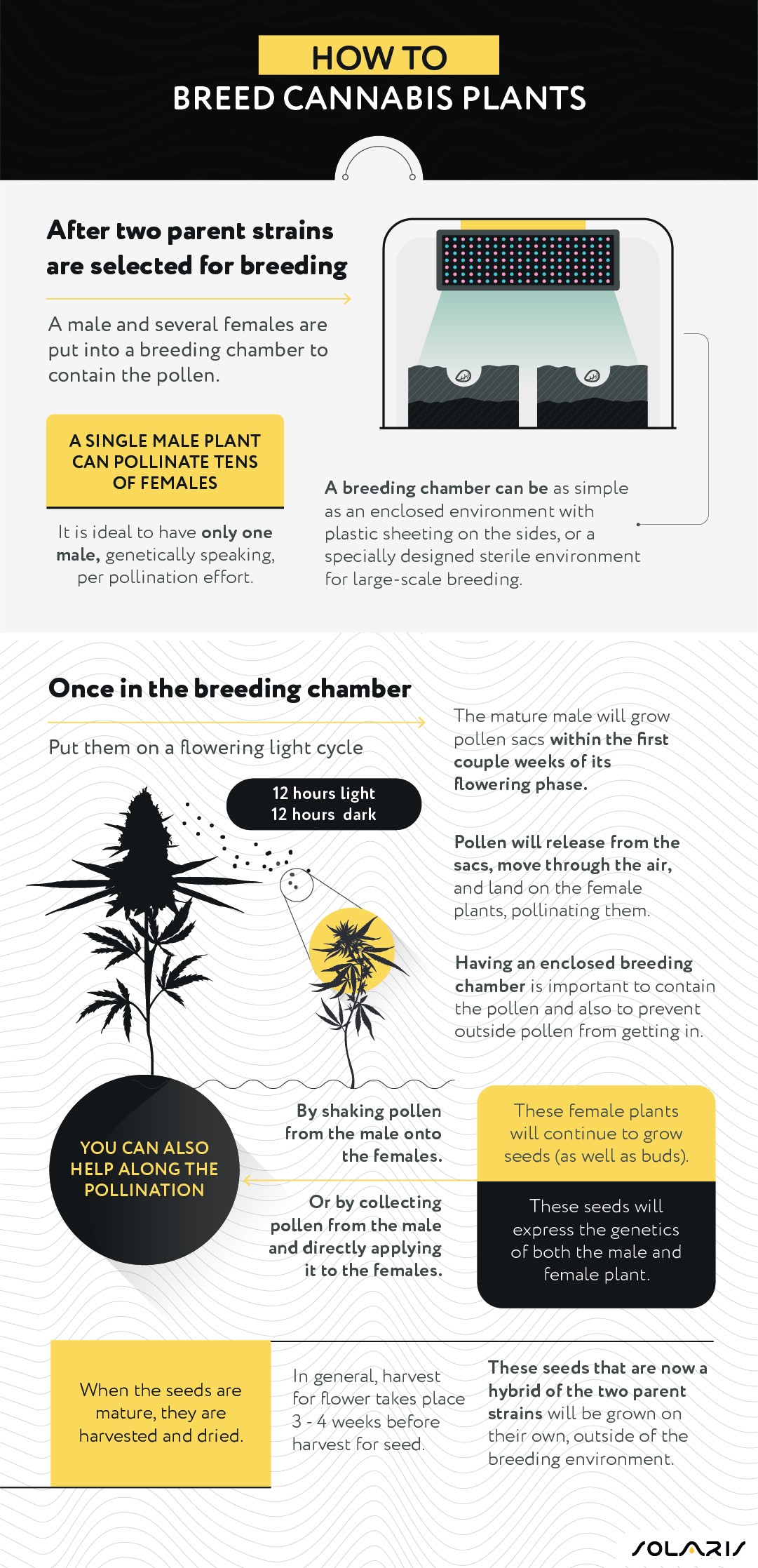 How to breed cannabis plants