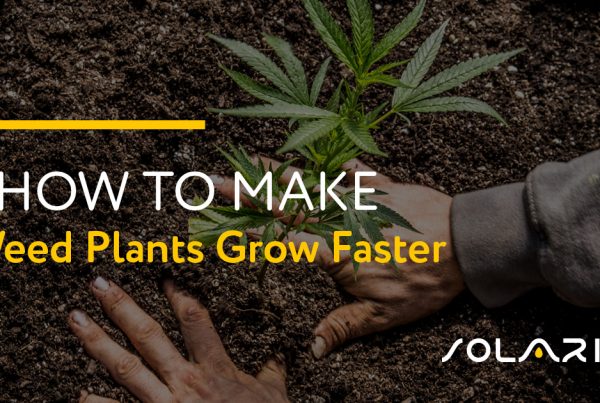 How to Make Weed Plants Grow Faster