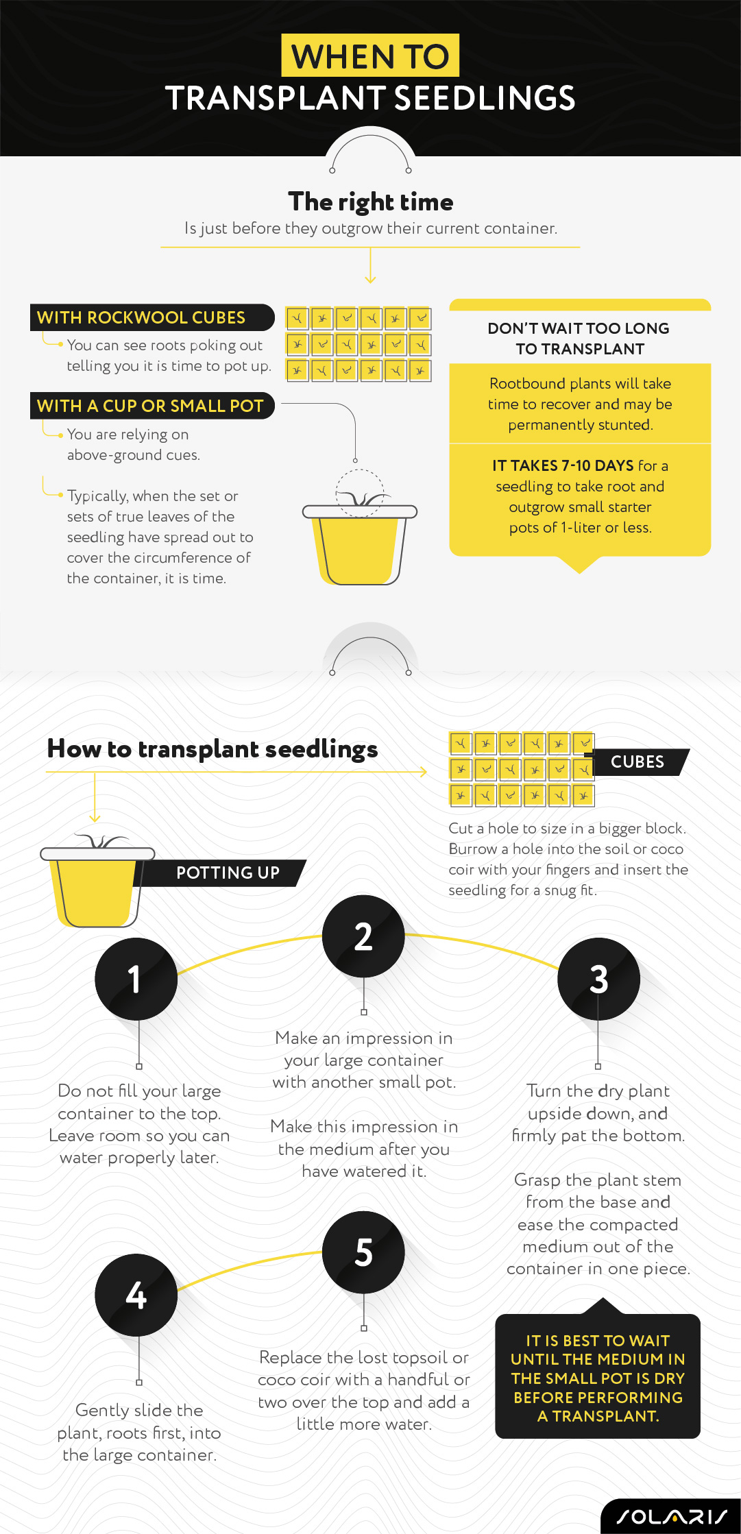 When to transplant seedlings